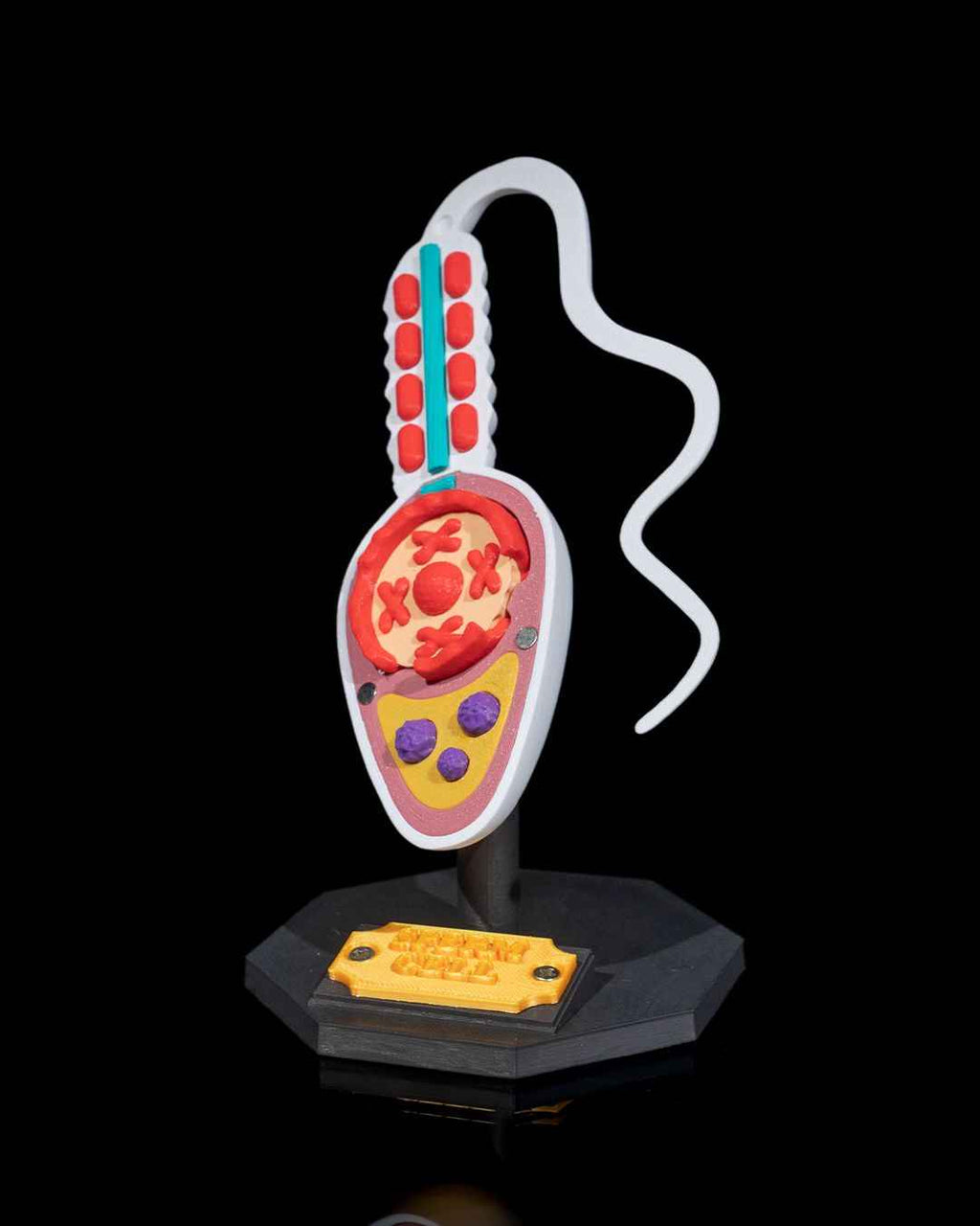 Sperm Cell educational model - Myth & Motion by The Braysdown Workshop
