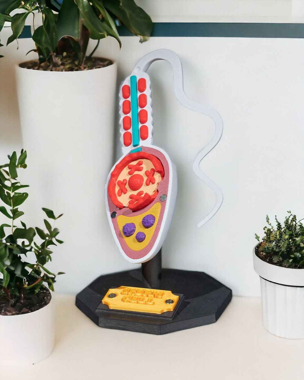 Sperm Cell educational model - Myth & Motion by The Braysdown Workshop