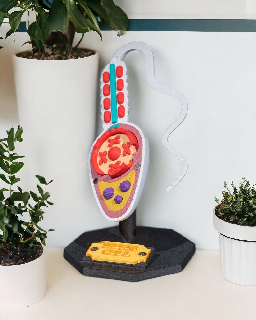 Sperm Cell educational model