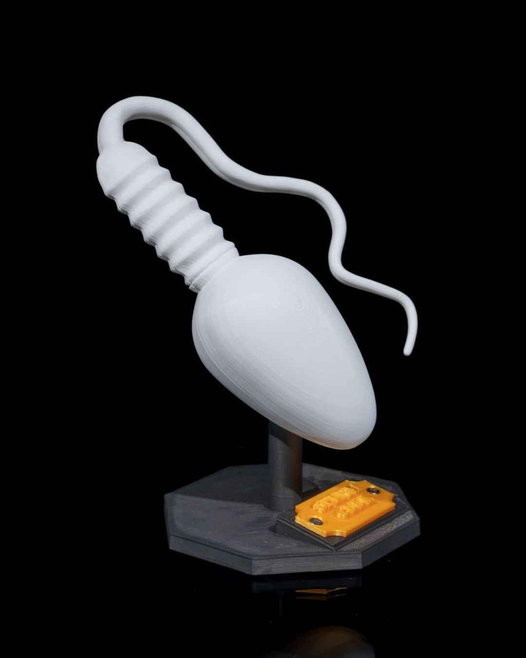 Sperm Cell educational model - Myth & Motion by The Braysdown Workshop