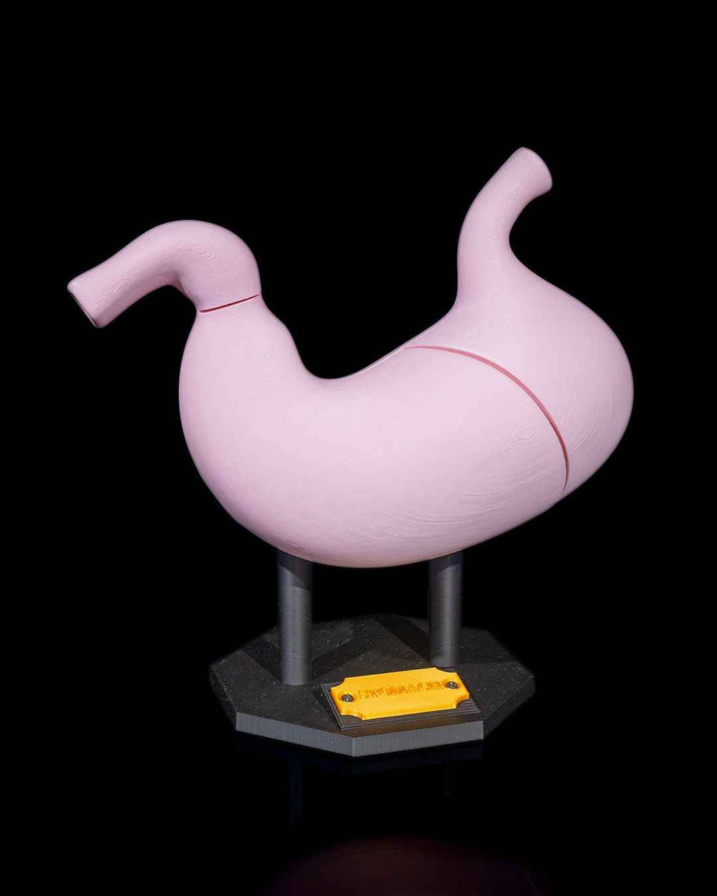 Stomach Anatomical educational model - Myth & Motion by The Braysdown Workshop
