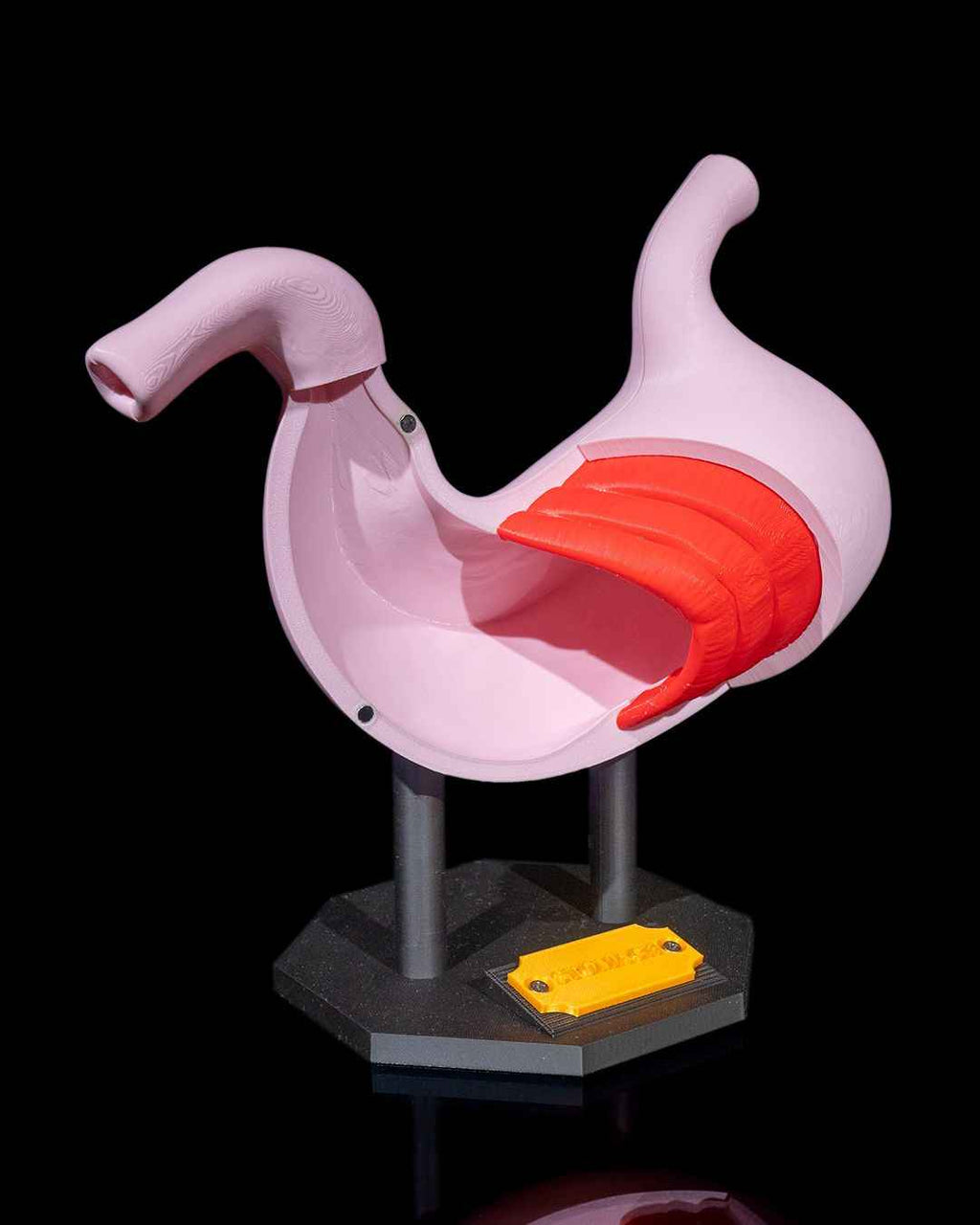Stomach Anatomical educational model - Myth & Motion by The Braysdown Workshop