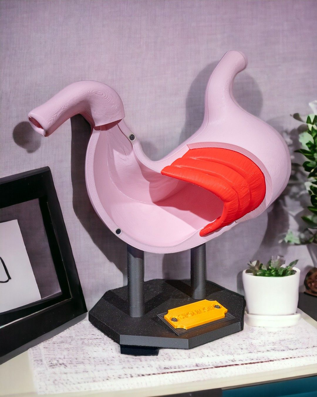 Stomach Anatomical educational model