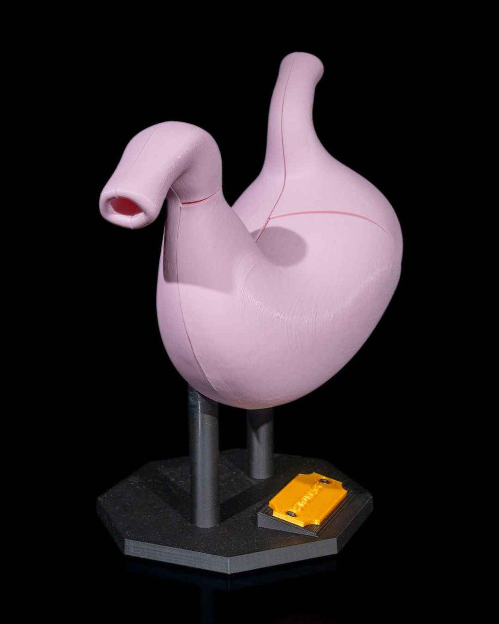Stomach Anatomical educational model - Myth & Motion by The Braysdown Workshop