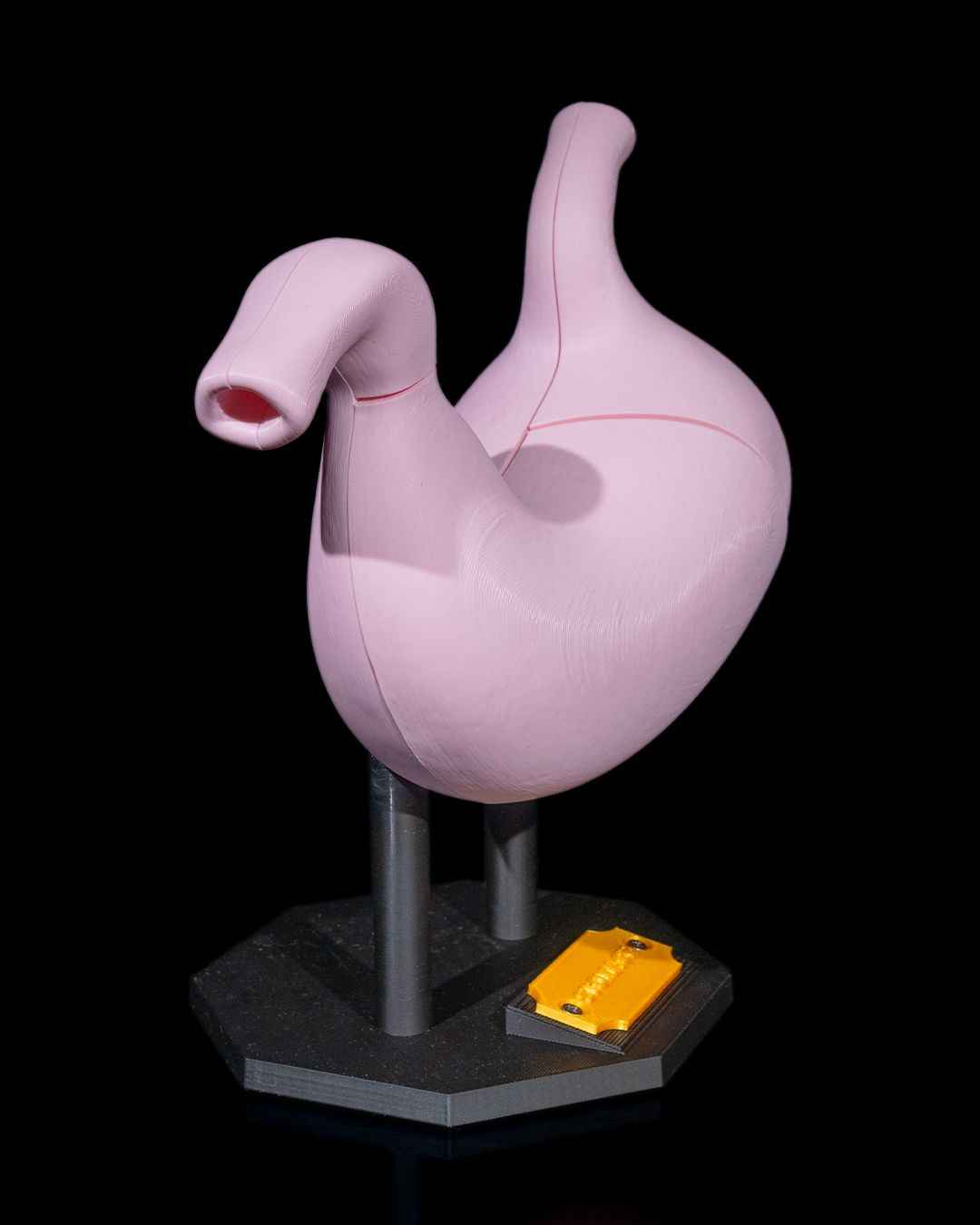 Stomach Anatomical educational model - Myth & Motion by The Braysdown Workshop