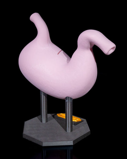 Stomach Anatomical educational model