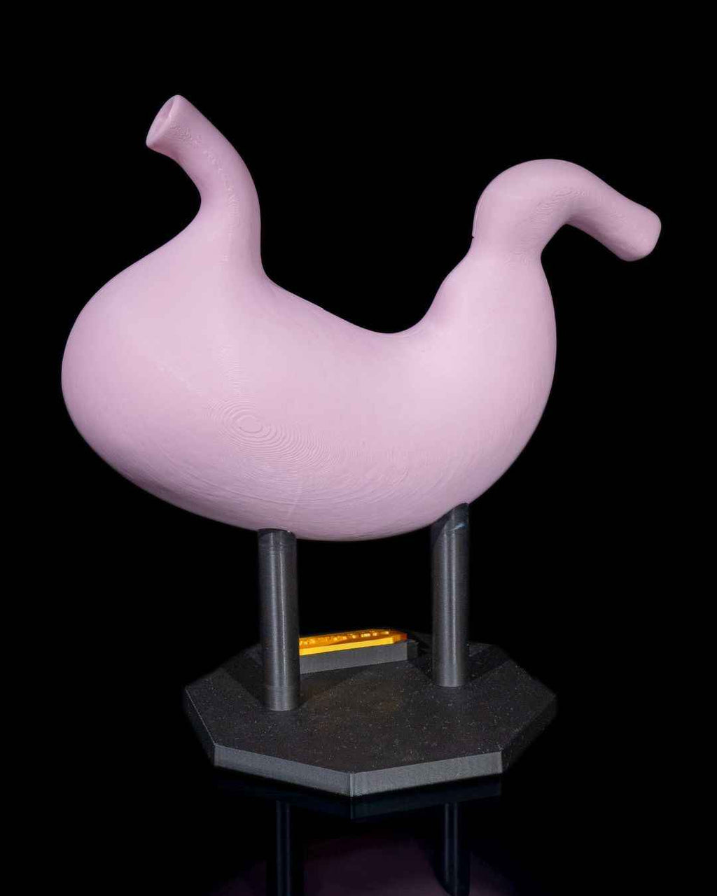Stomach Anatomical educational model - Myth & Motion by The Braysdown Workshop