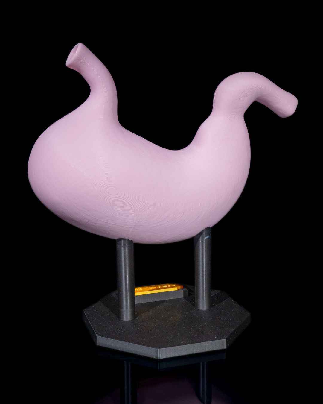 Stomach Anatomical educational model - Myth & Motion by The Braysdown Workshop