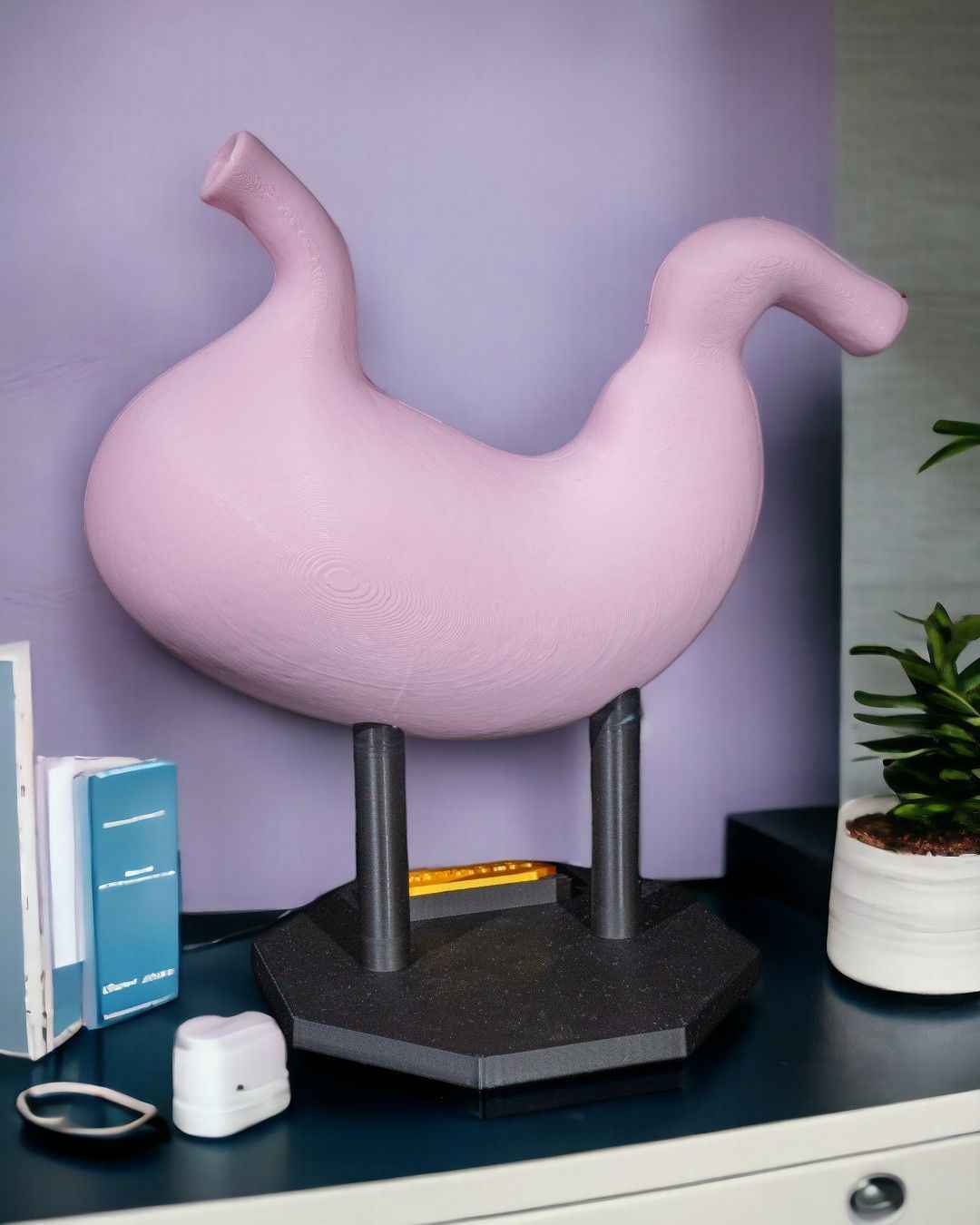 Stomach Anatomical educational model - Myth & Motion by The Braysdown Workshop