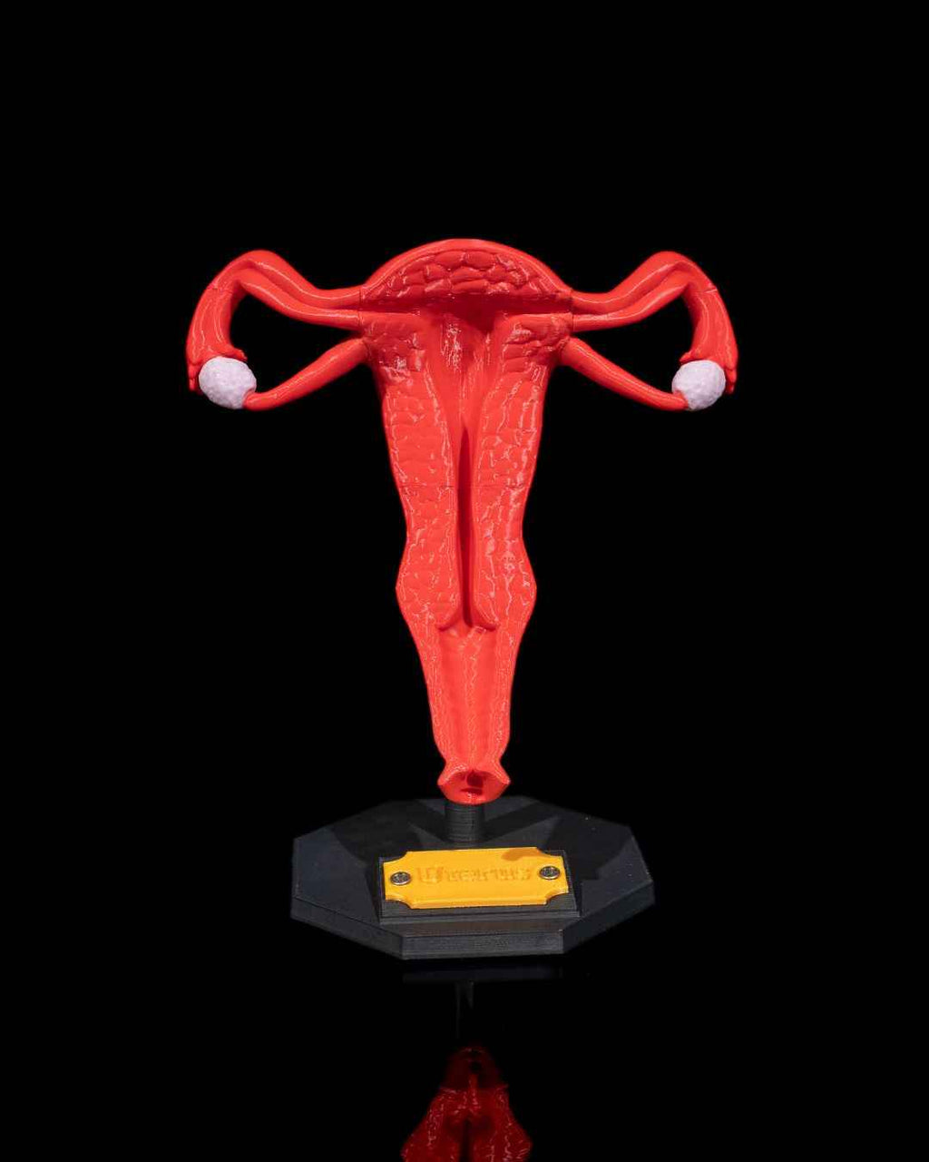 Uterus educational model - Myth & Motion by The Braysdown Workshop