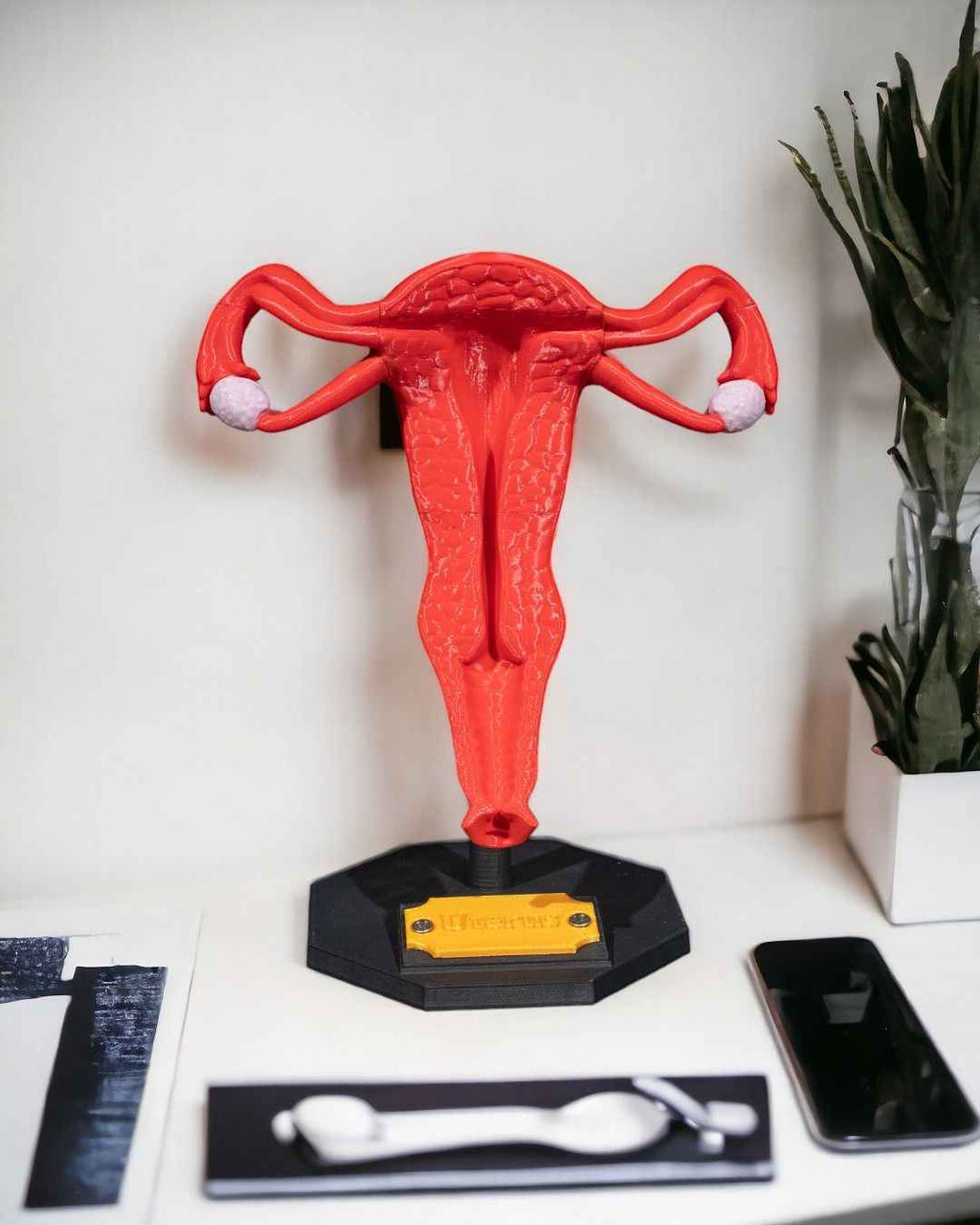 Uterus educational model - Myth & Motion by The Braysdown Workshop