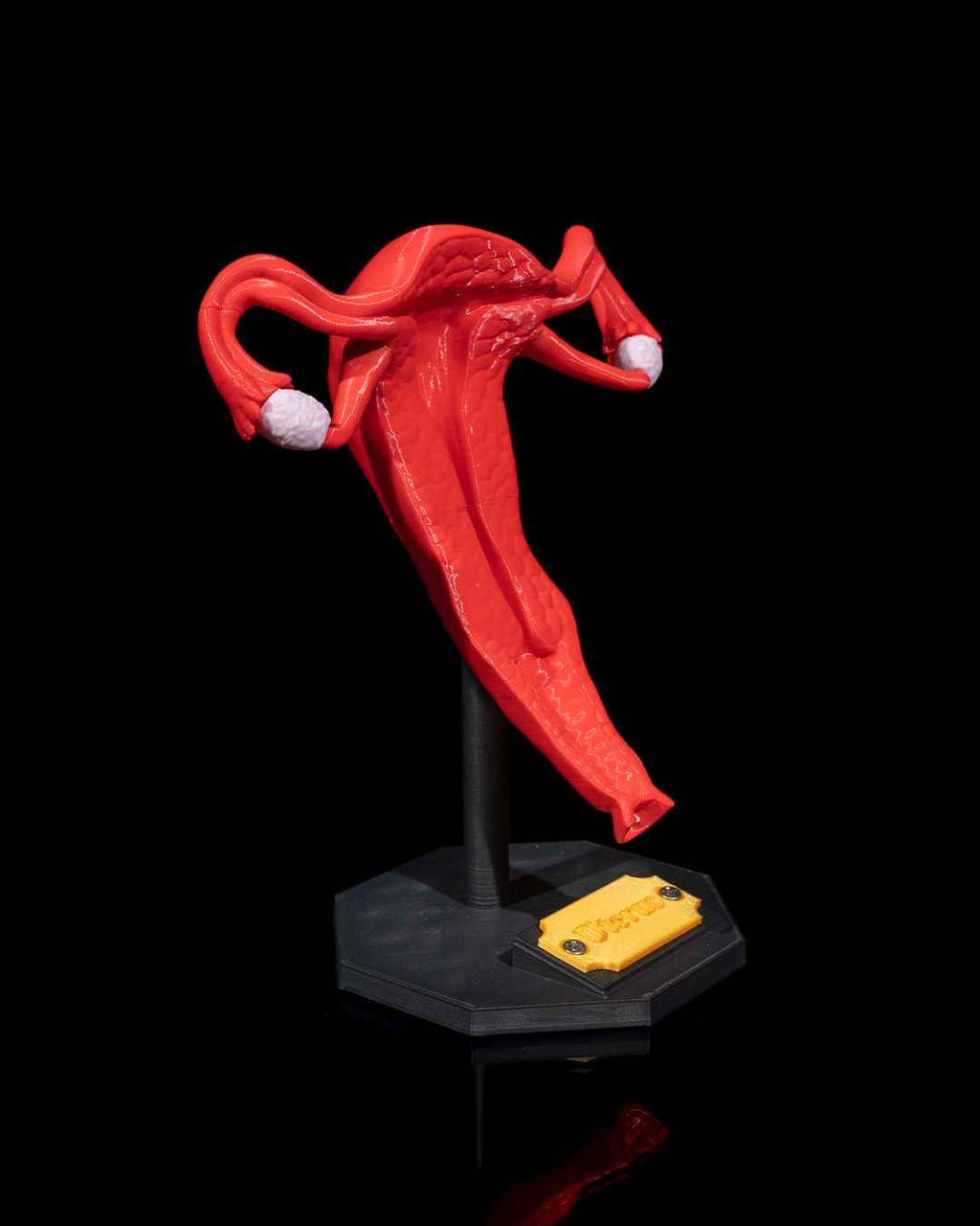 Uterus educational model - Myth & Motion by The Braysdown Workshop