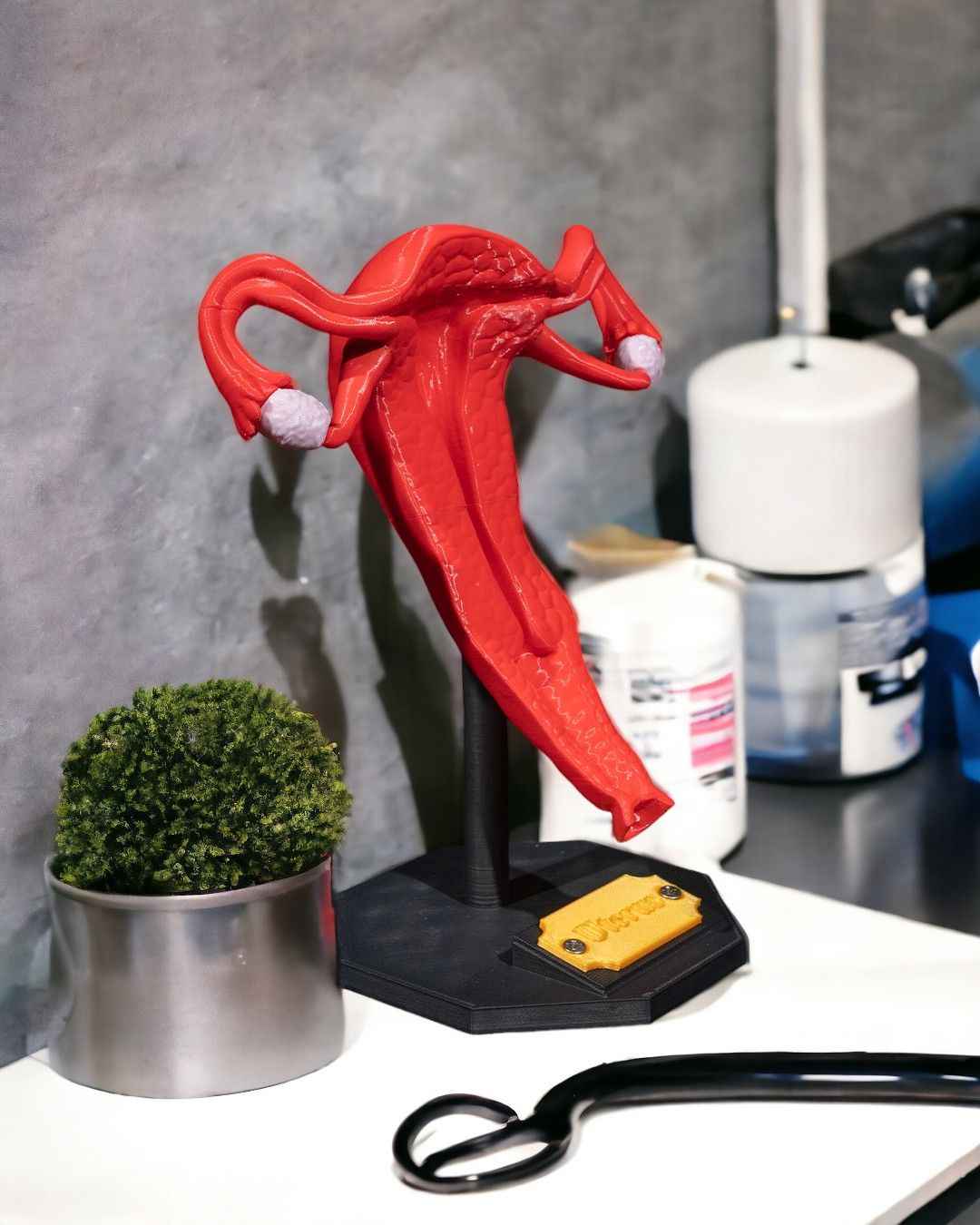 Uterus educational model - Myth & Motion by The Braysdown Workshop