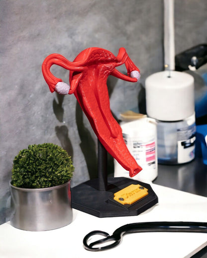 Uterus educational model