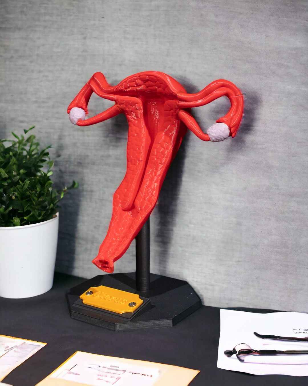 Uterus educational model - Myth & Motion by The Braysdown Workshop