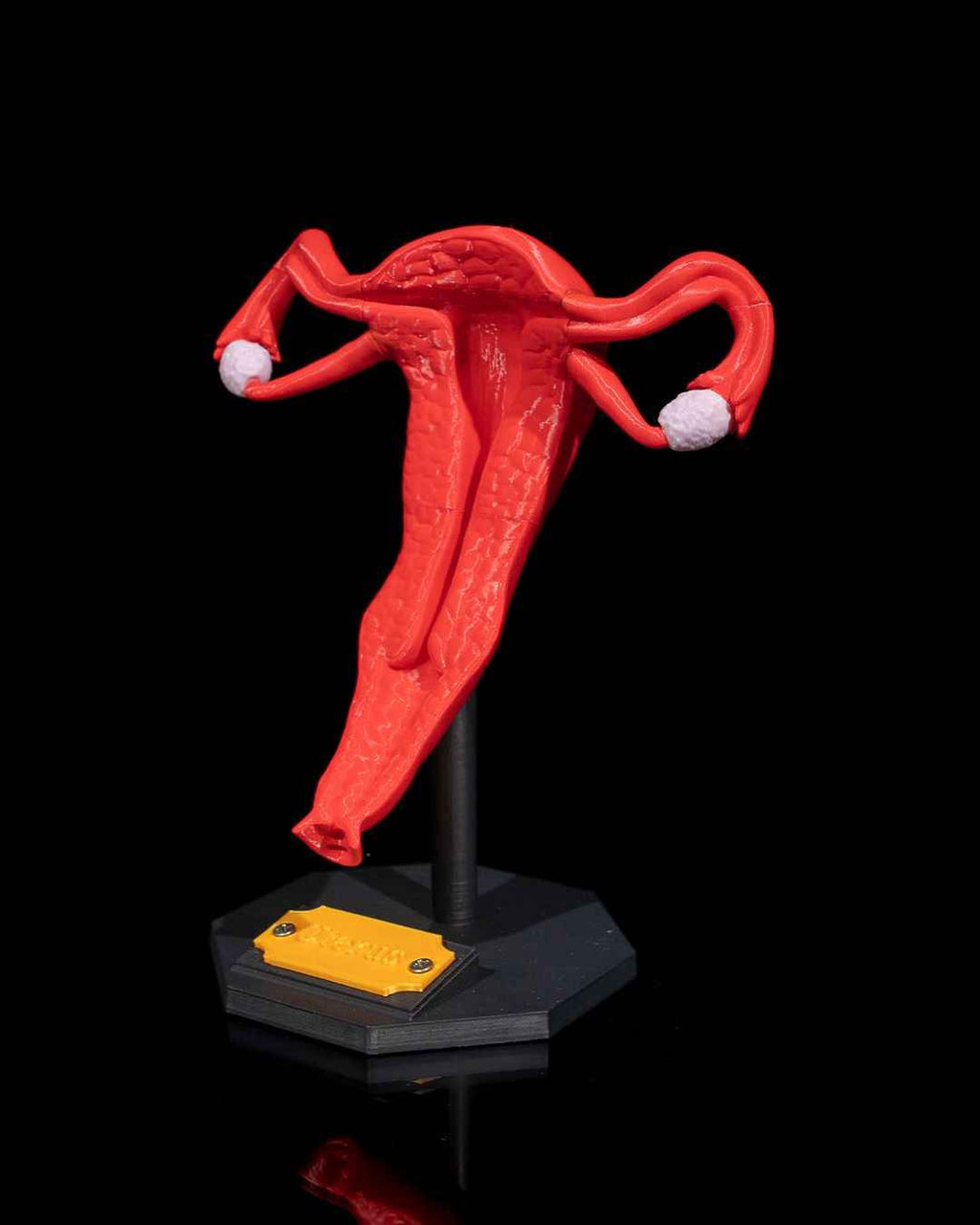 Uterus educational model - Myth & Motion by The Braysdown Workshop