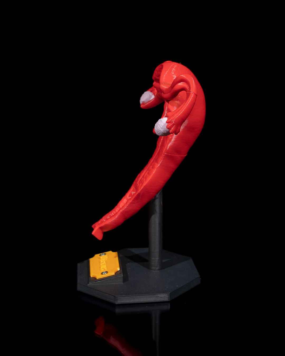 Uterus educational model - Myth & Motion by The Braysdown Workshop
