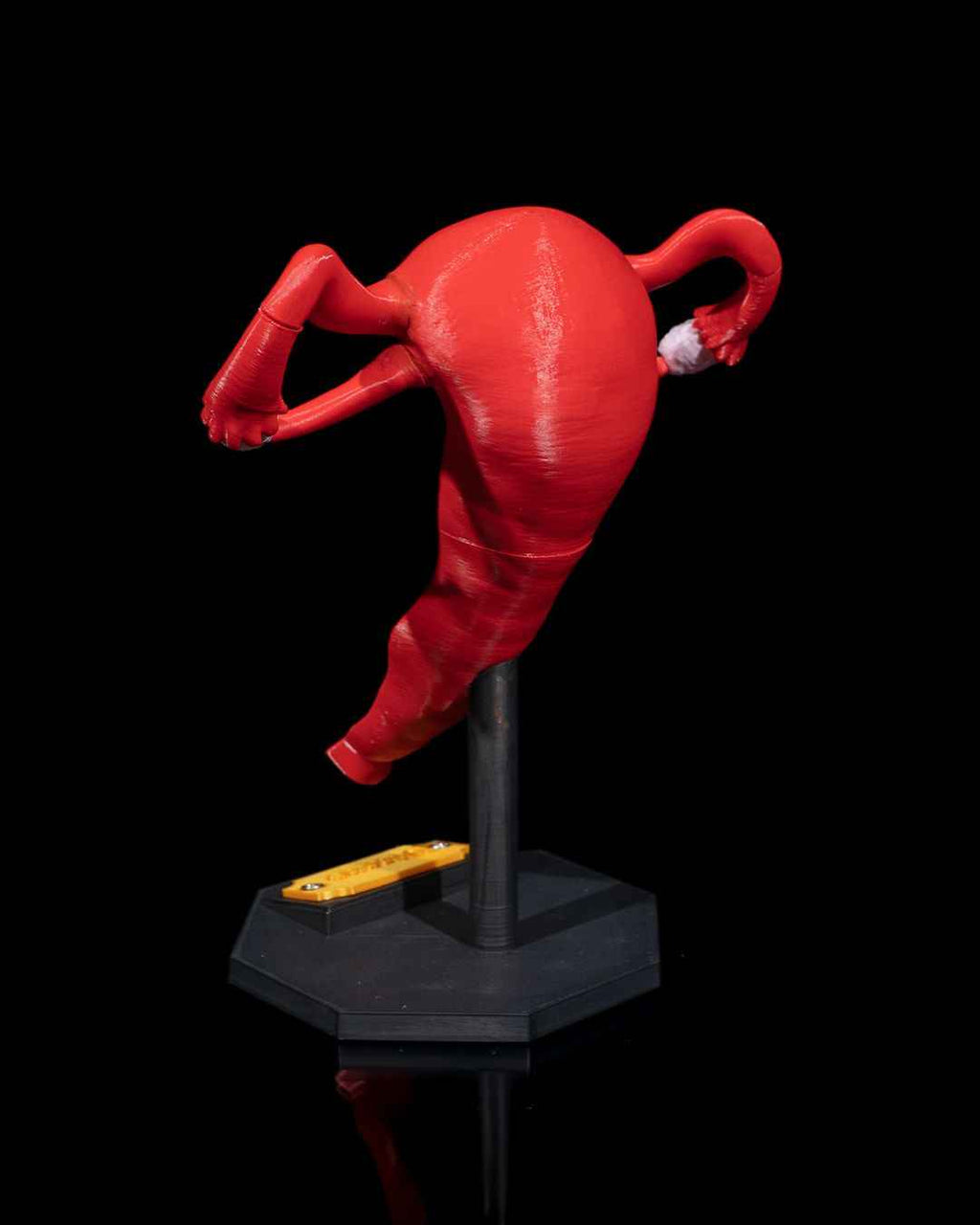 Uterus educational model - Myth & Motion by The Braysdown Workshop