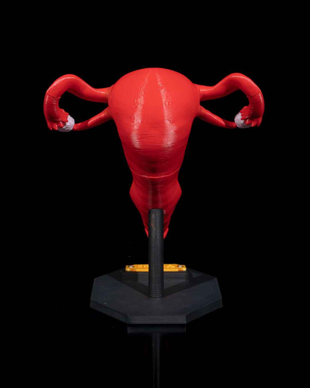 Uterus educational model - Myth & Motion by The Braysdown Workshop