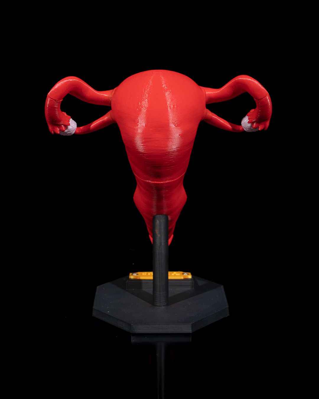Uterus educational model - Myth & Motion by The Braysdown Workshop