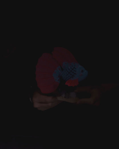 Flexi Bella, The Betta Fish – Under then sea Fun