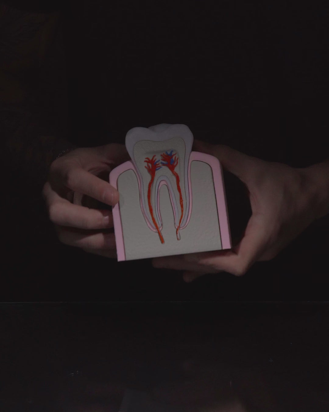 Healthy Premolar Tooth educational model