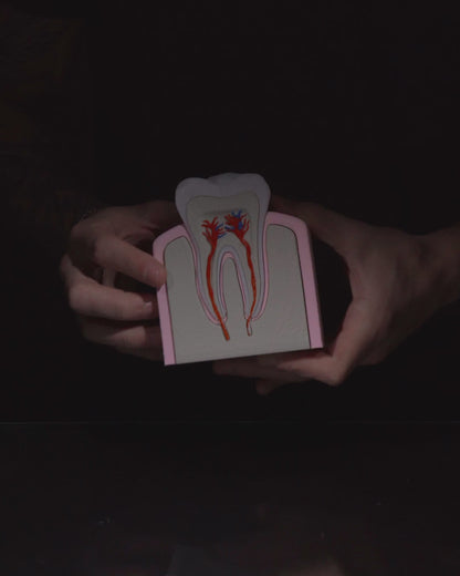 Healthy Premolar Tooth educational model