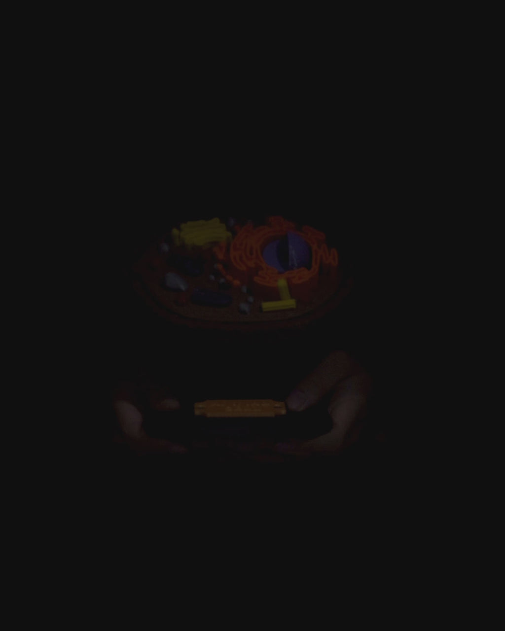 Animal Cell educational model