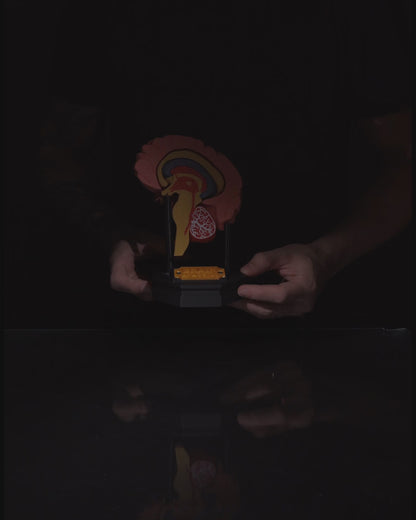 Human Brain educational model