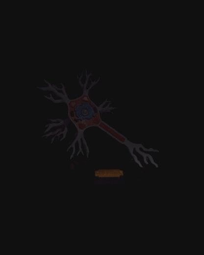 Neural educational model