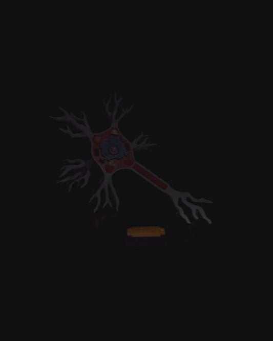 Neural educational model