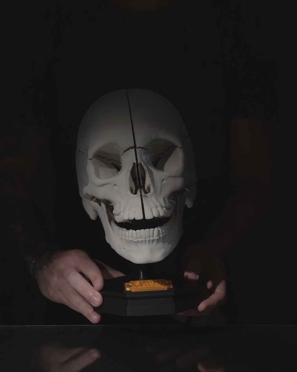 Human Adult Skull educational model