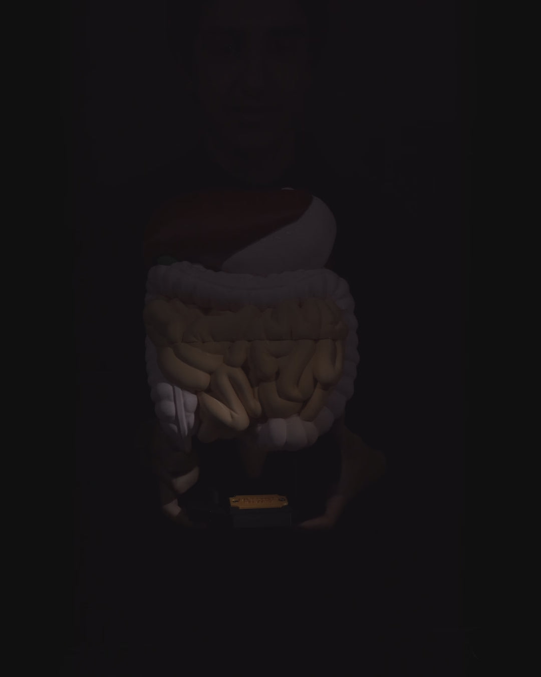 Digestive System Anatomical educational model