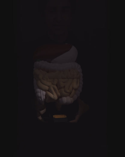 Digestive System Anatomical educational model