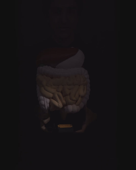 Digestive System Anatomical educational model