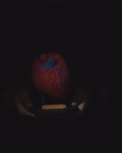 Heart Anatomical educational model