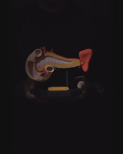 Pancreas educational model