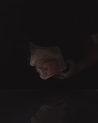 Nose & Sinus educational model